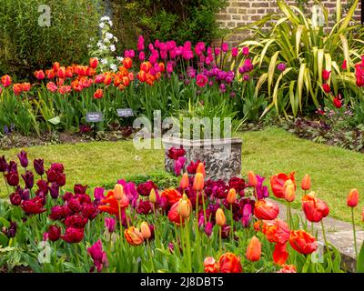 Angolo di Chenies Manor Sunken Garden. Muratura Tudor, erba percorso, arancione, viola e rosa tulipani. Tulipa 'Uncle Tom' , Tulipa 'Curly sue' . Foto Stock