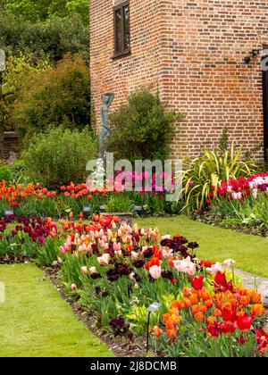 Chenies Manor Garden.Portrait vista del bellissimo giardino Sunken con molte varietà di tulipani in rosa, arancione, mauve, tulipani neri con Tudor edificio. Foto Stock