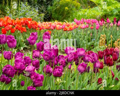 Chenies Manor Garden. Tulipa 'Negrita', Tulipa 'Negrita Double', Tulipa 'Mascara', Tulipa 'Ballerina', 'Annie Schilder'; arancione, viola, maroon di piatto. Foto Stock