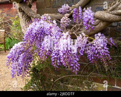 Chenies Manor Garden.Wisteria sul giardino camera wall.Draping pastello mauve fiori. Foto Stock