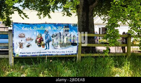 East Budleigh in Bloom Plant sale. Un villaggio situato nel cuore della contea di Devon. Foto Stock