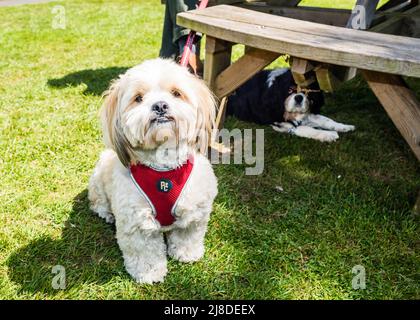 East Budleigh in Bloom Plant sale. Un villaggio situato nel cuore della contea di Devon. Foto Stock