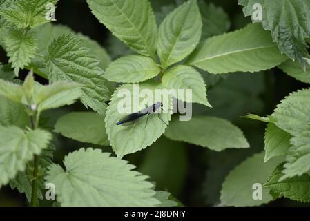 Demoiselle a bande maschili (Calopteryx splendens) riposante su foglie verdi a destra con ali chiuse, a maggio in Inghilterra, Regno Unito Foto Stock