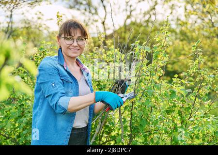 Donna giardiniere in guanti con potatrice taglia rami secchi su cespuglio di ribes nero Foto Stock