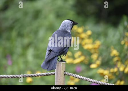 Primo piano immagine del profilo destro di un Jackdaw occidentale (Corvus monidula) con la testa girata a destra, arroccata sulla cima di un palo di fence con sfondo di fiori Foto Stock