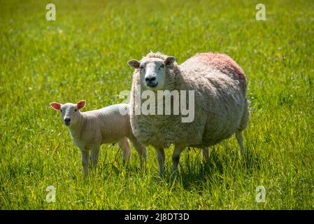 Pecora e agnello in un campo verde. Foto Stock