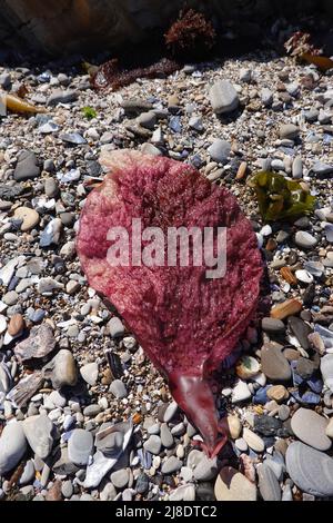 Tovagliolo Turco il condracanthus delle alghe marine esasperatus su una baia rocciosa nel parco statale di Montaña de Oro sulla costa centrale della California Foto Stock