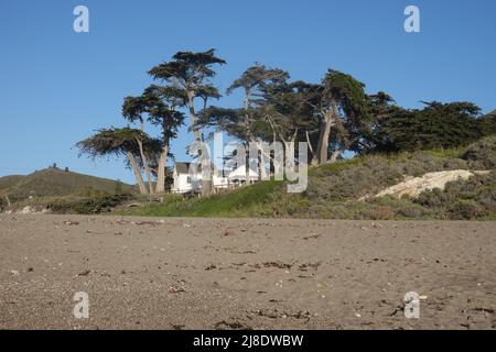 Tovagliolo turco Seaweed condracanthus exasperatus su una baia rocciosa sulla costa centrale della California Foto Stock