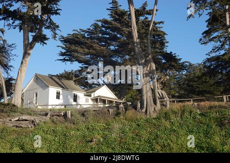 Tovagliolo turco Seaweed condracanthus exasperatus su una baia rocciosa sulla costa centrale della California Foto Stock