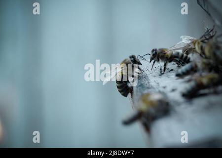 Entrata e uscita delle api dall'alveare. Vista ravvicinata. Foto Stock