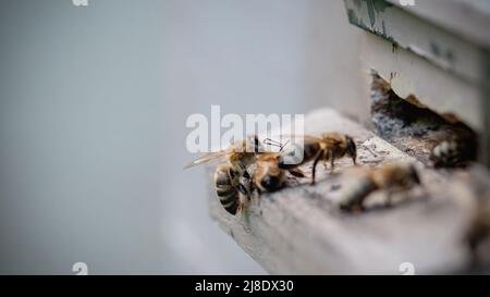 Entrata delle api nell'alveare. Vista ravvicinata. Foto Stock