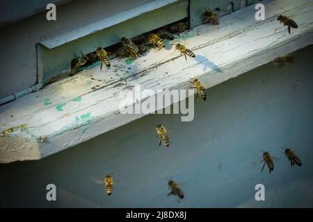 Api (API melifica) vola nell'alveare. Vista ravvicinata. Foto Stock
