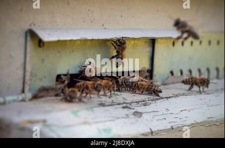 Shot di un miele api che trasportano polline nell'alveare. Vista ravvicinata. Foto Stock