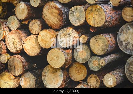 Sfondo, alberi di pino segato, raccolto di legname Foto Stock