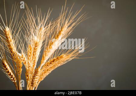 Bouquet di spikelets di grano da vicino al sole, ombre dure. Arredamento casa naturale, spazio copia, mockup Foto Stock