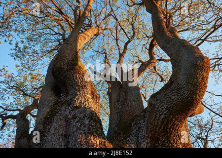 Vecchio e alto albero di acero molle, vista dal basso. Foto Stock