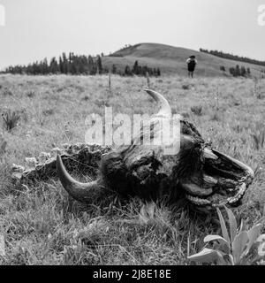 Escursionista Walking Beyond Bison rimane lungo il campione Ridge in bianco e nero Foto Stock