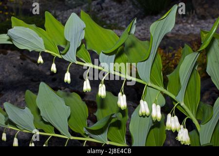 Polygonatum multiflorum (sigillo di Salomone comune) è originario dell'Europa e dell'Asia temperata dove favorisce i bordi oscuri del bosco. Foto Stock