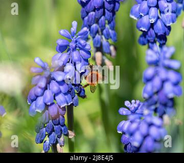 Un bumblebee closeup tra giacinto di uva in primavera a jena Foto Stock