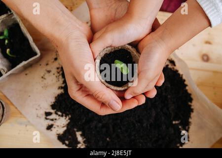 Primo piano di una ragazza e le mani della madre che tengono un seedling in un caso sopra un tavolo. Suolo e pianta sulla superficie. Foto Stock