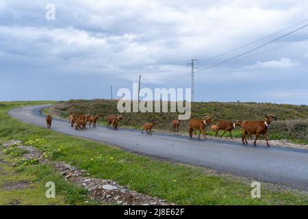 Una mandria di capre brune che cammina lungo una strada di campagna sulla costa Costa Verde delle Asturie Foto Stock