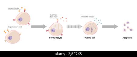 Schema dettagliato dell'attivazione delle cellule B. La cellula B matura incontra l'antigene che si lega al suo recettore di cellula B e si attiva Illustrazione Vettoriale