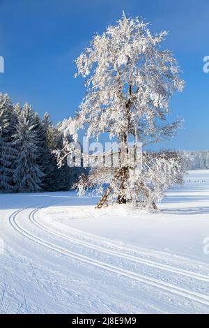 Paesaggio invernale paesaggio modificato con lo sci di fondo modo Foto Stock