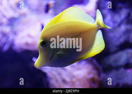 Il tang giallo è un pesce d'acqua salata della famiglia Acanthuridae. È uno dei pesci d'acquario popolari. Foto Stock