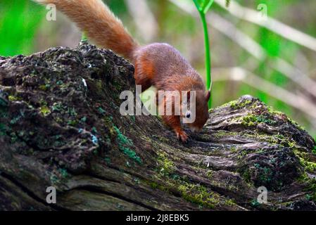 Scoiattolo rosso scozzese o sciurus vulgaris Foto Stock