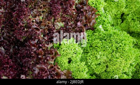 Lattuga Curly Lollo Bionda Red Rossa Harvest market shop crate Lactuca sativa bio agricoltore agricoltura e fattoria giardino foglia verde pianta naturale Foto Stock