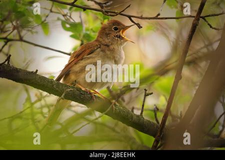 Comune Nightingale - Luscinia megarhynchos noto anche come rufous nightingale, piccolo uccello bruno passerino meglio noto per la sua potente e bella canzone Foto Stock