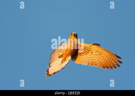 Kestrel Eurasiano - Falco tinnunculus piccolo uccello europeo di preda che vola acrobatico sul cielo blu, ali aperte e becco, sfondo blu, tramonto o sole Foto Stock