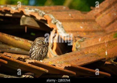 Little Owl (Athene noctua) arroccato su un tetto rotto da vicino illuminato dal sole della sera. Uccello in aperta campagna a est d'Europa con tradizione Foto Stock