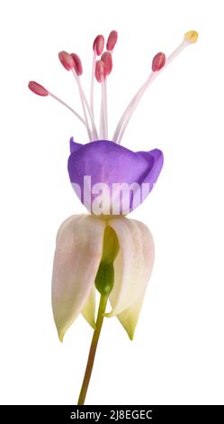 Fuchsia fiore isolato su sfondo bianco Foto Stock