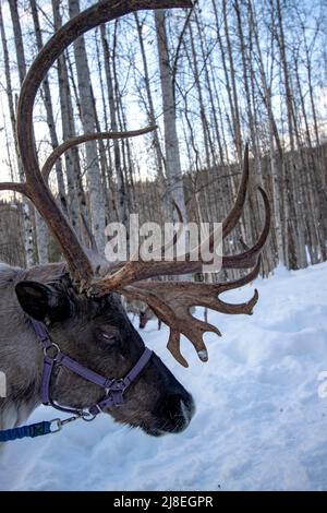 La renna ha condotto durante la passeggiata nei boschi al ranch running Reindeer fuori Fairbanks, AK. Foto Stock