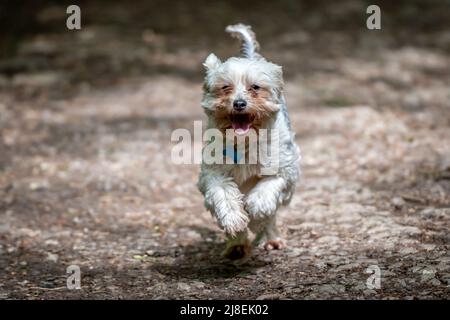 Chinese Crested Dog Running Foto Stock