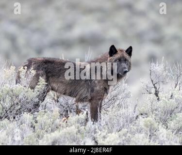 Lupo grigio (Canis lupus) da Junction-Butte Pack, Yellowstone National Park, Wyoming, USA Foto Stock