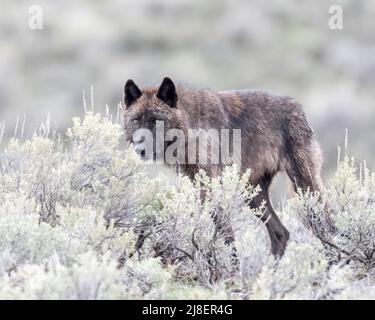 Lupo grigio (Canis lupus) da Junction-Butte Pack, Yellowstone National Park, Wyoming, USA Foto Stock