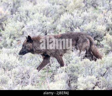 Lupo grigio (Canis lupus) da Junction-Butte Pack, Yellowstone National Park, Wyoming, USA Foto Stock