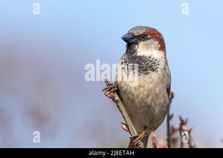 Un passero maschile, Passer domesticus, arroccato su un arto a Culver, Indiana Foto Stock