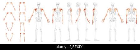 Set di bracci Skeleton Upper Arm con cintura a spalla Vista laterale anteriore posteriore umana con posizione delle ossa parzialmente trasparente. Mani, clavicola, scapola, avambracci rappresentazione grafica realistica del vettore piatto dell'anatomia Illustrazione Vettoriale