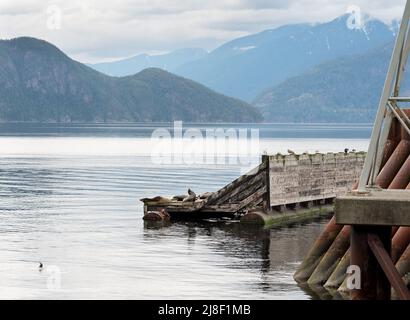 I leoni marini di Steller, noti anche come leoni marini di Steller e leoni marini settentrionali, si crogiolano su un molo al Porteau Cove Provincial Park, Squamish BC, Canada. Foto Stock