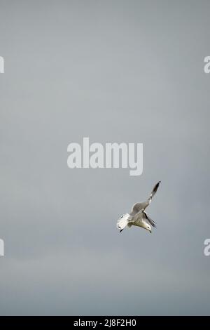 guardando un gabbiano che vola in alto Foto Stock