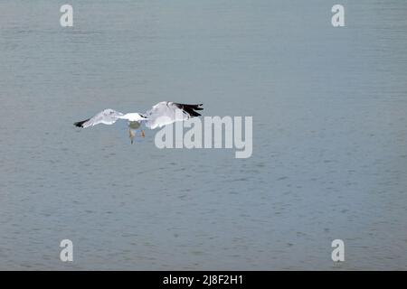 guardando un gabbiano che vola in alto Foto Stock