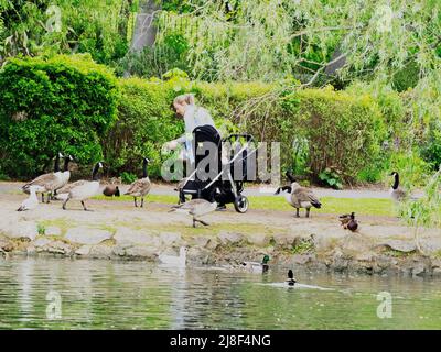 Madre e bambino piccolo con un buggy che alimenta uccelli principalmente oche del Canada nel lago di Locke Park Redcar Foto Stock