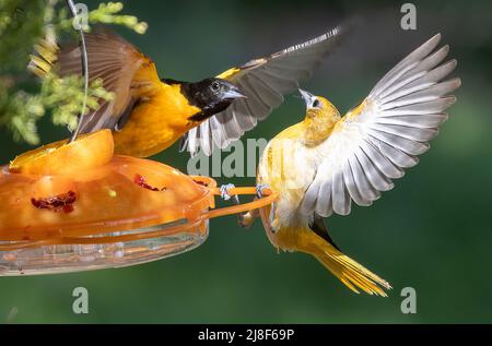 Maschio e femmina Baltimore Orioles combattimenti ad Un alimentatore Icterus galbula Foto Stock
