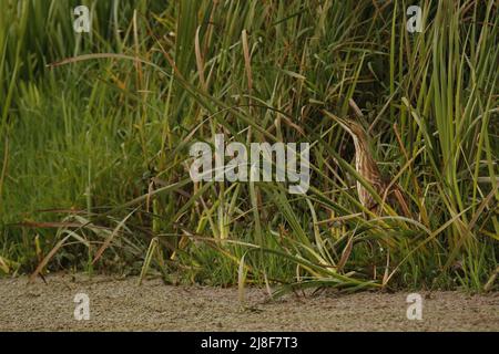 Un Bittern americano (Botaurus lentiginosus) in erba verde lunga o canne accanto ad un lago o stagno coperto di alghe. Preso a Victoria, BC, Canada. Foto Stock