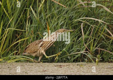 Un Bittern americano (Botaurus lentiginosus) che cammina in erba verde lunga o canne accanto ad un lago o stagno coperto di alghe. Preso a Victoria, BC, Canada Foto Stock