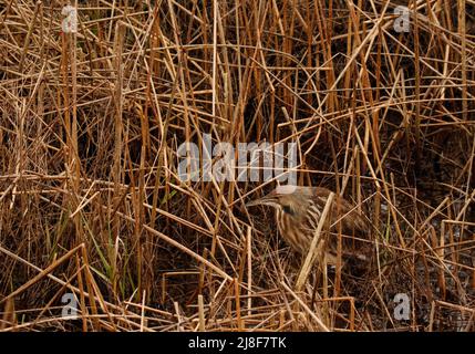 Un Bittern americano (Botaurus lentiginosus) in erba o canne. Preso a Delta, BC, Canada. Foto Stock