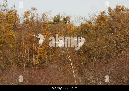 Tre gru Sandhill (Antigone canadensis) che volano insieme di fronte a alberi di colore marrone o arancio. Preso a Delta, BC, Canada. Foto Stock